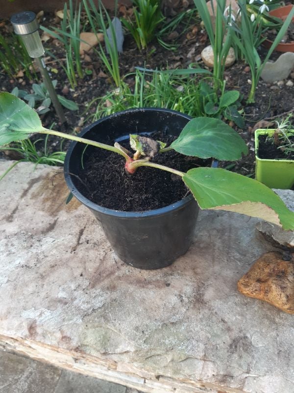 Un pied de bergenia